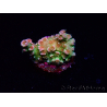 WYSIWYG MH Acropora tenuis Unicorn 5V