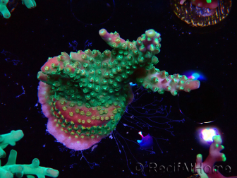 WYSIWYG Acropora Fruity Pebbles 5W1