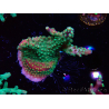 WYSIWYG Acropora Fruity Pebbles 5W1