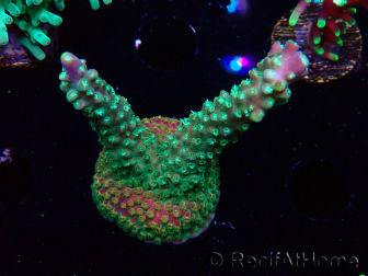 WYSIWYG Acropora aculeus 5H1