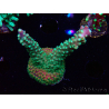 WYSIWYG Acropora aculeus 5H1