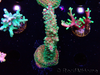 WYSIWYG Acropora aculeus 5H1