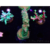 WYSIWYG Acropora aculeus 5H1