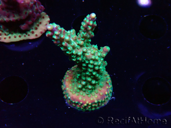 WYSIWYG Acropora aculeus 5H1