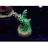 WYSIWYG Acropora aculeus 5H1