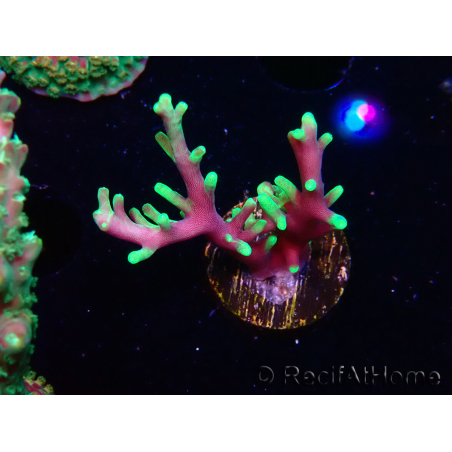 WYSIWYG RAH Acropora carduus Black Dragon 5W10