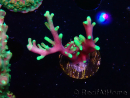 WYSIWYG RAH Acropora carduus Black Dragon 5U3