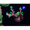WYSIWYG RAH Acropora carduus Black Dragon 5U3