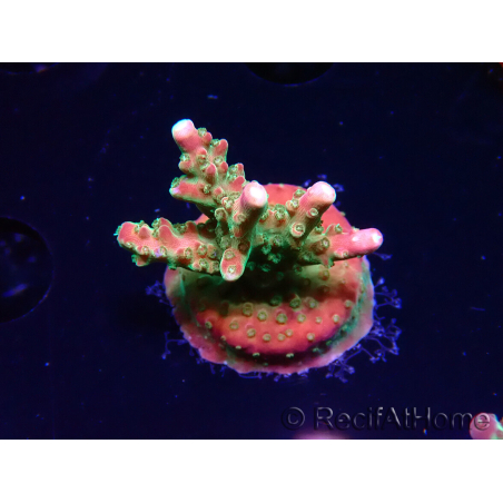 WYSIWYG FF Acropora Skittles Bomb 5G