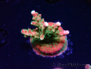 WYSIWYG FF Acropora Skittles Bomb 5G