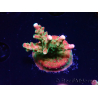 WYSIWYG FF Acropora Skittles Bomb 5H6