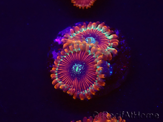 WYSIWYG - Zoanthus Happy People Eater 30A2