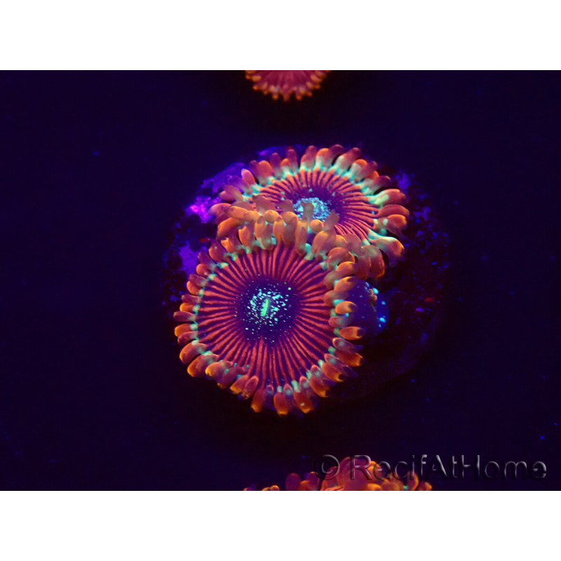 WYSIWYG - Zoanthus Happy People Eater 30A2