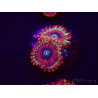 WYSIWYG - Zoanthus Happy People Eater 30A2