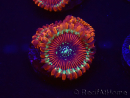 WYSIWYG - Zoanthus Happy People Eater 30A