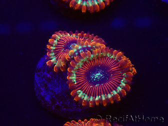 WYSIWYG - Zoanthus Happy People Eater 30A5