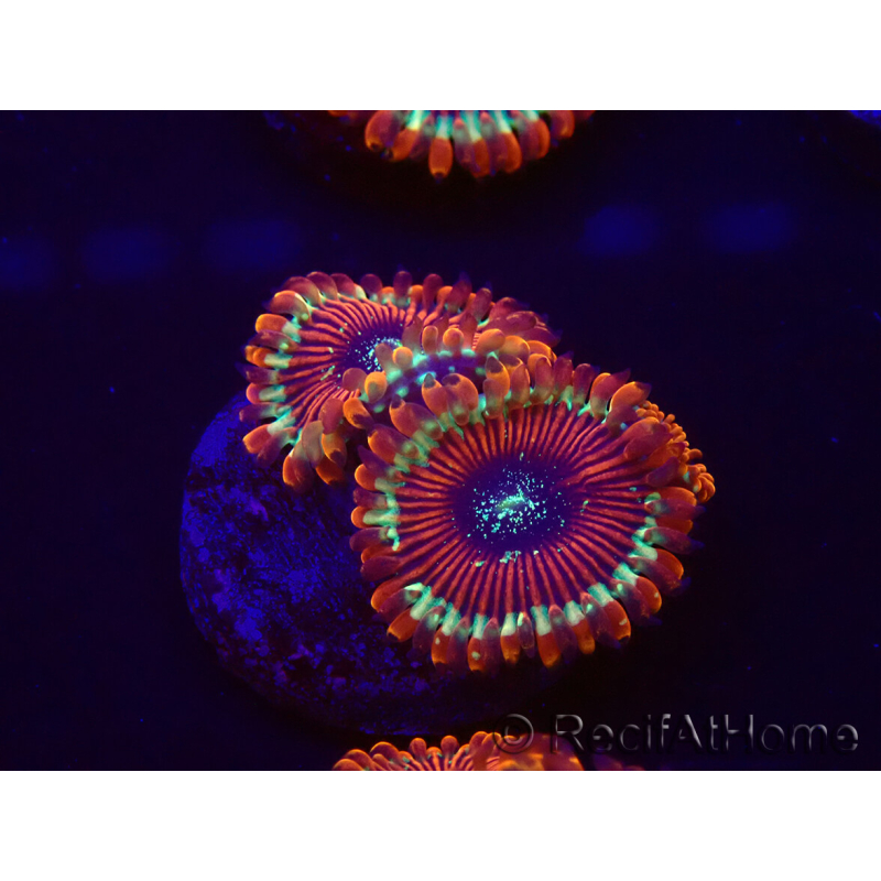 WYSIWYG - Zoanthus Happy People Eater 30A5