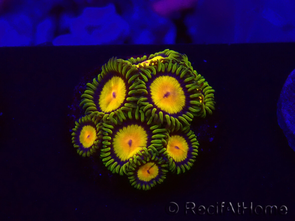 WYSIWYG - Zoanthus Tutti Fruity 30C