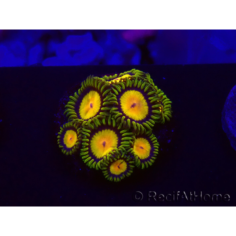 WYSIWYG - Zoanthus Tutti Fruity 30C1