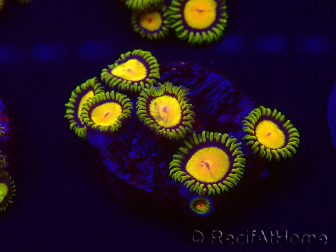 WYSIWYG - Zoanthus Tutti Fruity 30C