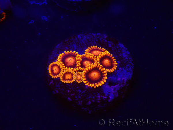 WYSIWYG - Zoanthus Bambam 30A