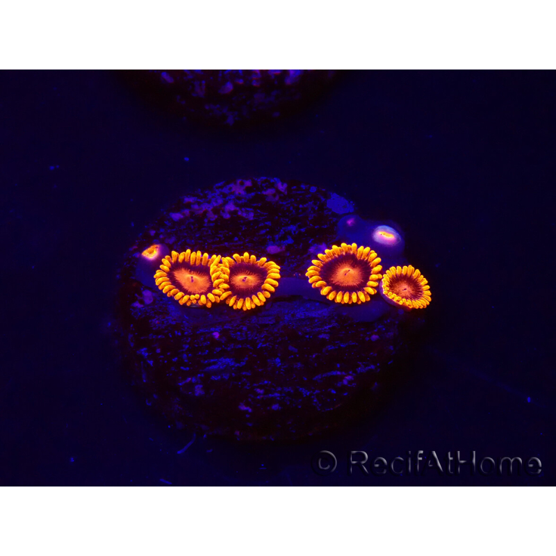 WYSIWYG - Zoanthus Bambam 30A
