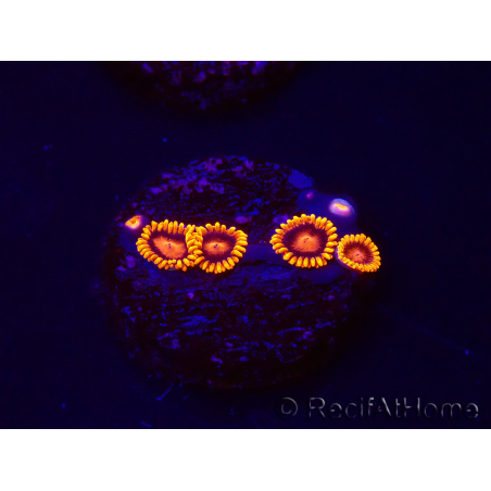 WYSIWYG - Zoanthus Bambam 30A