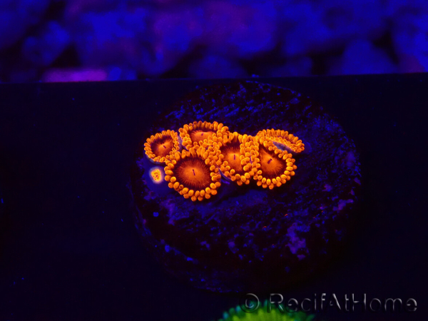 WYSIWYG - Zoanthus Bambam 30G4