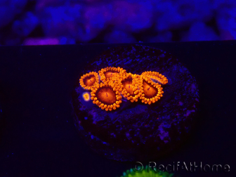 WYSIWYG - Zoanthus Bambam 30G4