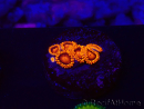 WYSIWYG - Zoanthus Bambam 30A