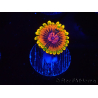 WYSIWYG - Zoanthus Mind Trick 40E10