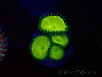 WYSIWYG - RAH Protopalythoa Banana 40G8