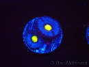 WYSIWYG - WWC Zoanthus AOI 40H2