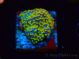 WYSIWYG Montipora Rainbow 11C3