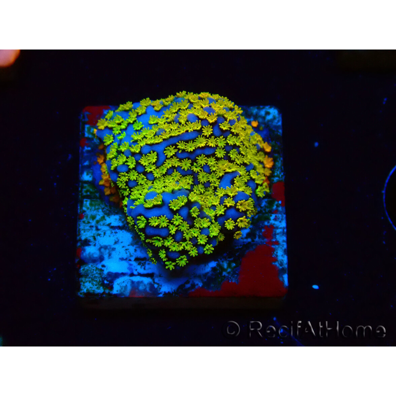 WYSIWYG Montipora Rainbow 11C3