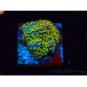 WYSIWYG Montipora Rainbow 11C3