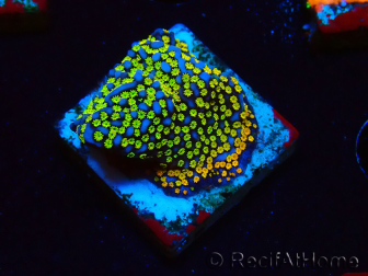 WYSIWYG Montipora Rainbow 11C4