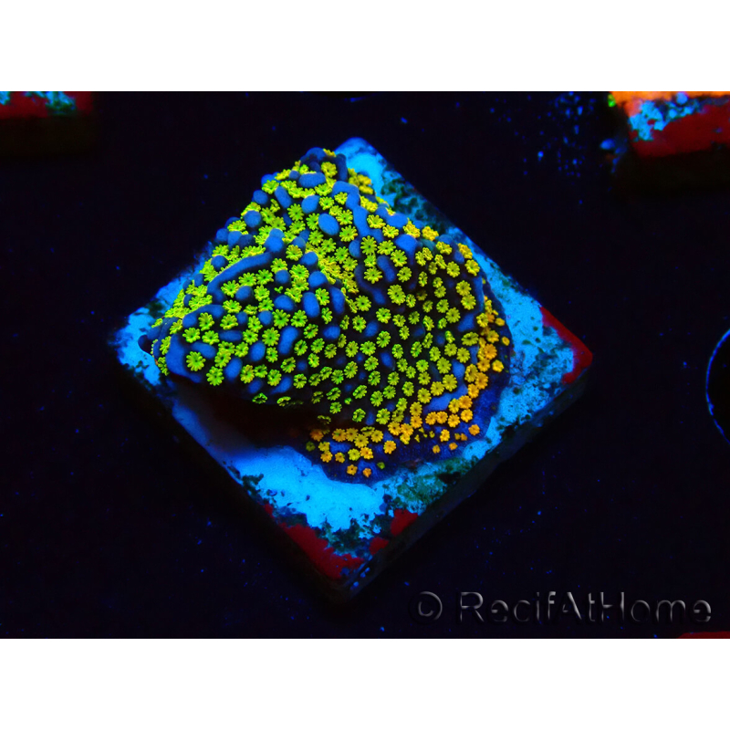 WYSIWYG Montipora Rainbow 11C4