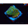 WYSIWYG Montipora Rainbow 11C4