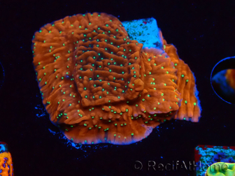 WYSIWYG SK Snow Montipora plato 11H3