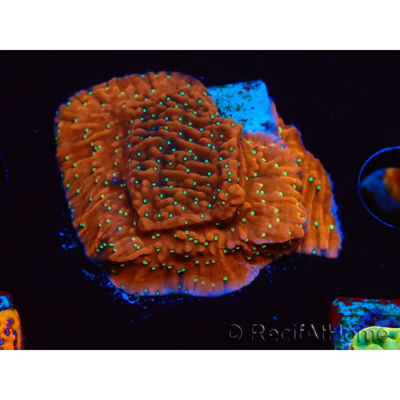 WYSIWYG SK Snow Montipora plateau 11H3