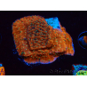 WYSIWYG SK Snow Montipora plato 11H3