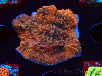 WYSIWYG SK Snow Montipora plate 11H4
