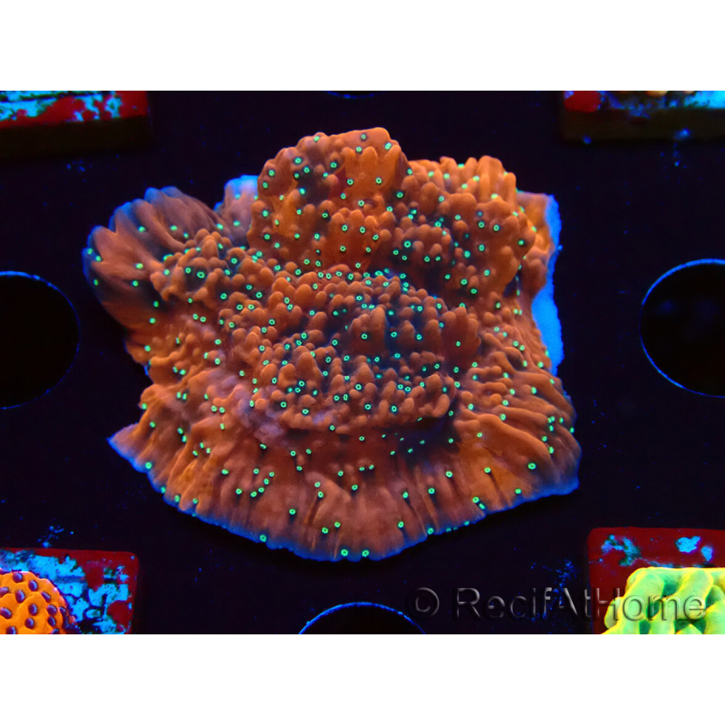 WYSIWYG SK Snow Montipora plateau 11H4