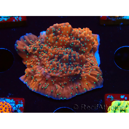 WYSIWYG SK Snow Montipora-Platte 11H4