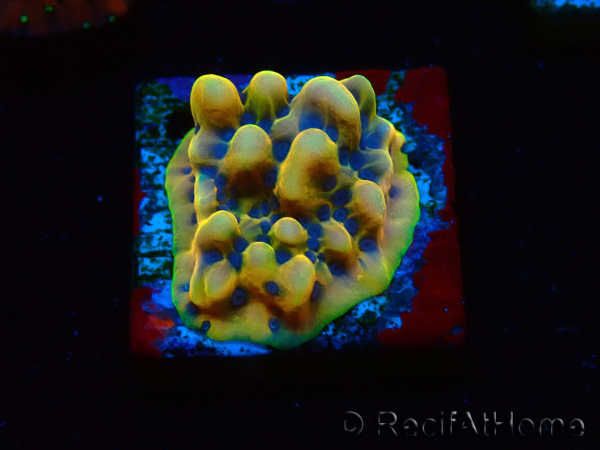 WYSIWYG Montipora Kung Pao 11H8