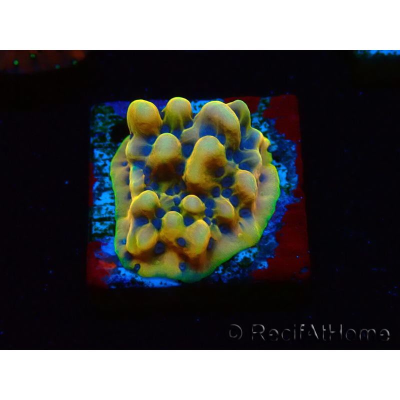 WYSIWYG Montipora Kung Pao 11H8
