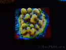 WYSIWYG Montipora Kung Pao 11H8