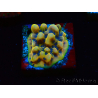 WYSIWYG Montipora Kung Pao 11H8