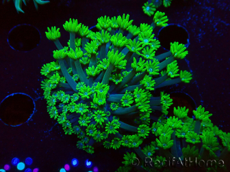 WYSIWYG RAH Alveopora Green Goblin 17D1